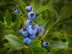 Blueberries